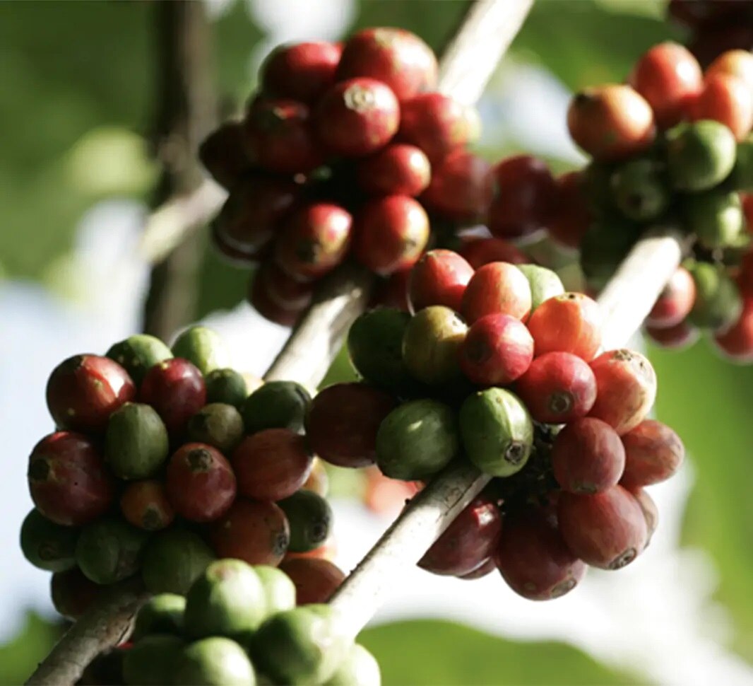 Velika košara, polna kavnih zrn